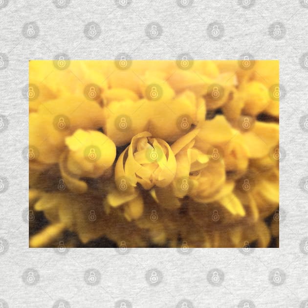 Gorse Bush Flowers (Ulex europaeus) by Ludwig Wagner